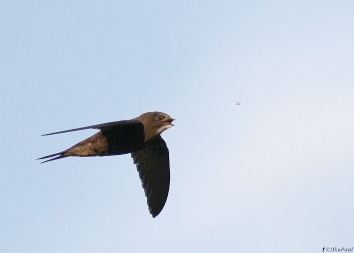 Piiritaja (Apus apus)
Tartumaa, juuni 2013

UP
Keywords: common swift