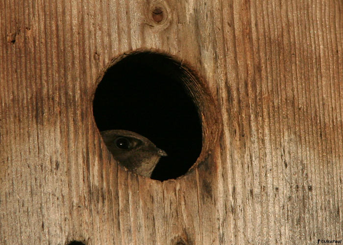 Piiritaja (Apus apus)
Vastseliina, Võrumaa, 19.7.2009

UP
Keywords: swift