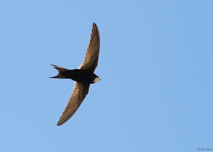 Sirppiiritaja (Apus caffer)
Hispaania 2014

UP
Keywords: white-rumped swift