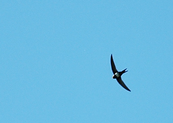 Piiritaja (Apus apus)
Aardla polder, Tartumaa, 18.5.2011. Poolalbinootiline isend, kes määrati algselt suurpiiritajaks. 

Andrew King
Keywords:  swift