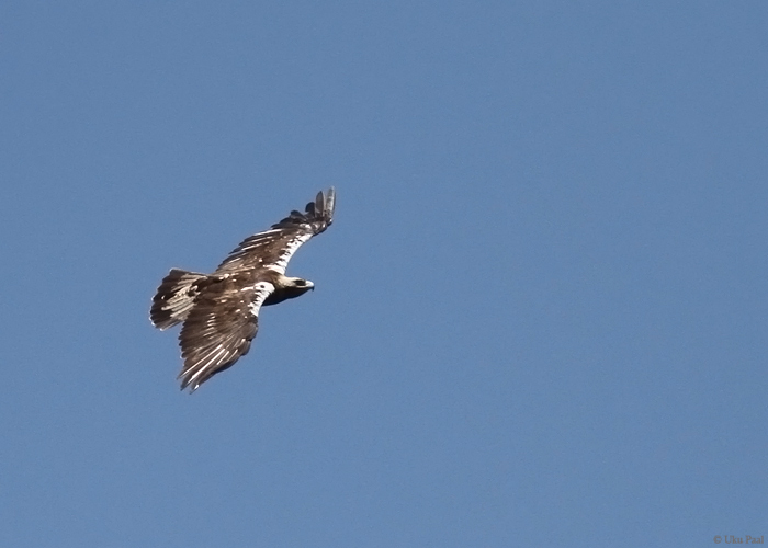 Ibeeria kääpakotkas (Aquila adalberti)
Retke ainuke isend poseeris meile kenasti. Hispaania 2014.

UP
Keywords: spanish imperial eagle