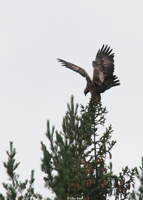 Kaljukotkas (Aquila chrysaetos)
Pärnumaa, november 2013

UP
Keywords: golden eagle