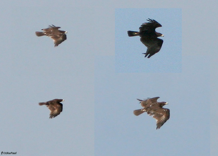 Suur-konnakotkas (Aquila clanga)
Aardla, Tartumaa, 14.6.2009

UP
Keywords: greater spotted eagle
