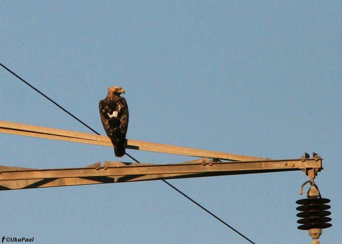 Kääpakotkas (Aquila heliaca)
Urim

UP
Keywords: eastern imperial eagle