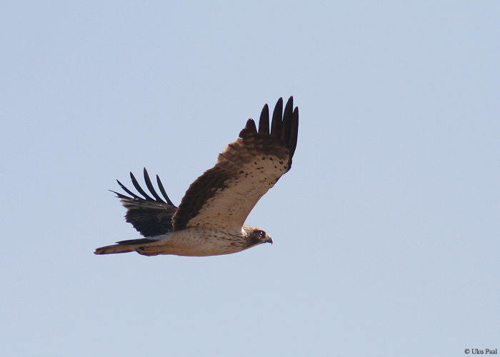 Kääbuskotkas (Aquila pennata)
Hispaania 2014

UP
Keywords: booted eagle
