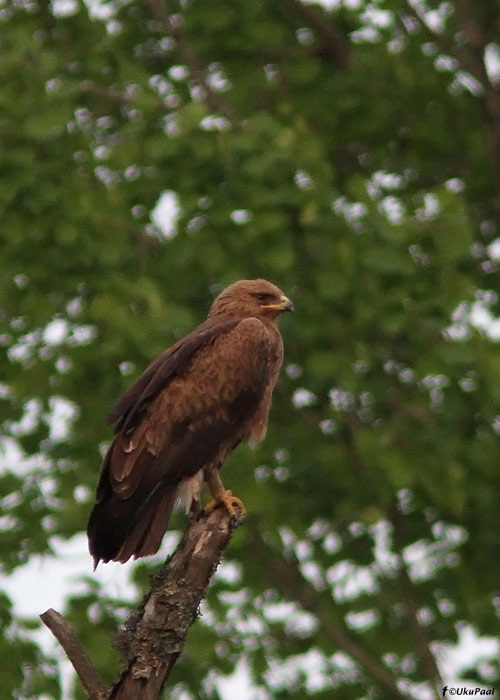 Väike-konnakotkas (Aquila pomarina)
Ida-Virumaa, mai 2011

UP
Keywords: lesser spotted eagle