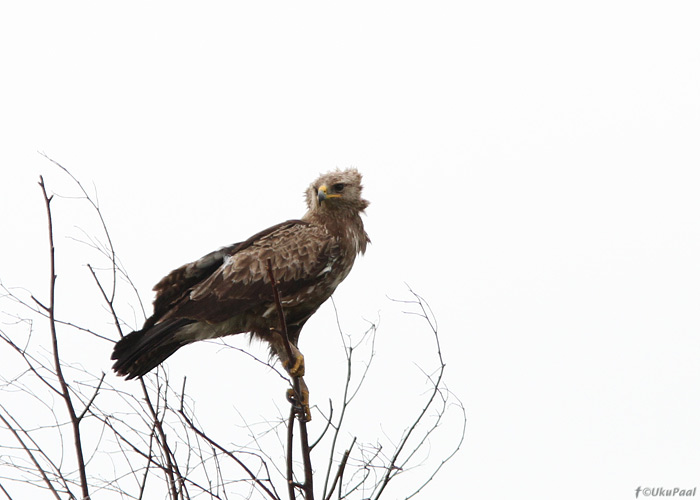 Väike-konnakotkas (Aquila pomarina)
Tartumaa, mai 2011

UP
Keywords: lesser spotted eagle