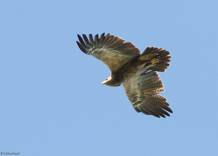 Väike-konnakotkas (Aquila pomarina)
Tartumaa, juuni 2010

UP
Keywords: lesser-spotted eagle