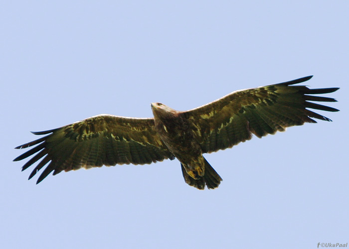 Väike-konnakotkas (Aquila pomarina)
Viljandimaa, juuni 2009

UP
Keywords: lesser spotted eagle