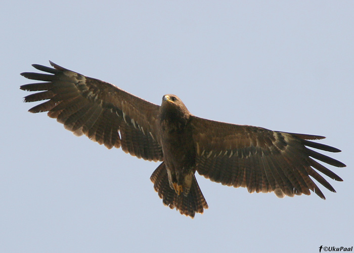 Väike-konnakotkas (Aquila pomarina)
Rahinge, Tartumaa, 7.9.2008. Tõenäoliselt 2. kalendriaasta lind, sest 1. -4. labahoosulg ja 1. küünrahoosulg on uued. Tumedam rinnasulestik on samuti uus. 
Keywords: lesser spotted eagle
