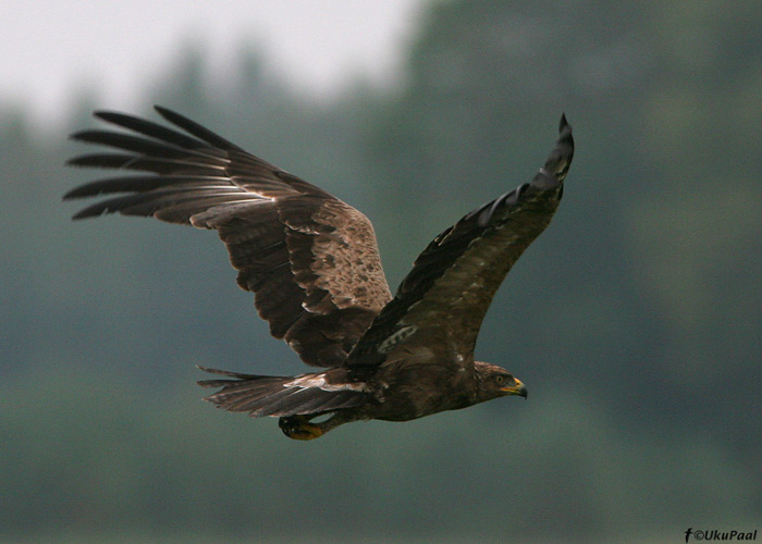 Väike-konnakotkas (Aquila pomarina)
Vara, Tartumaa, 7.9.2008. Tõenäoliselt 2. kalendriaasta lind. Sabakattesulgede U-kujund suhteliselt selge, koosneb kergelt kollakatest sulgedest.
Keywords: lesser spotted eagle