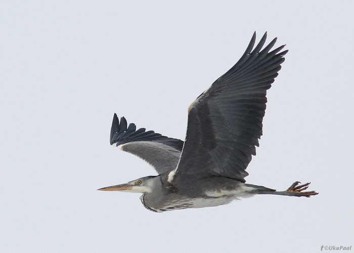 Hallhaigur (Ardea cinerea)
Saaremaa, märts 2013

UP
Keywords: grey heron