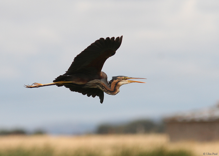 Purpurhaigur (Ardea purpurea)
Hispaania 2014

UP
Keywords: purple heron