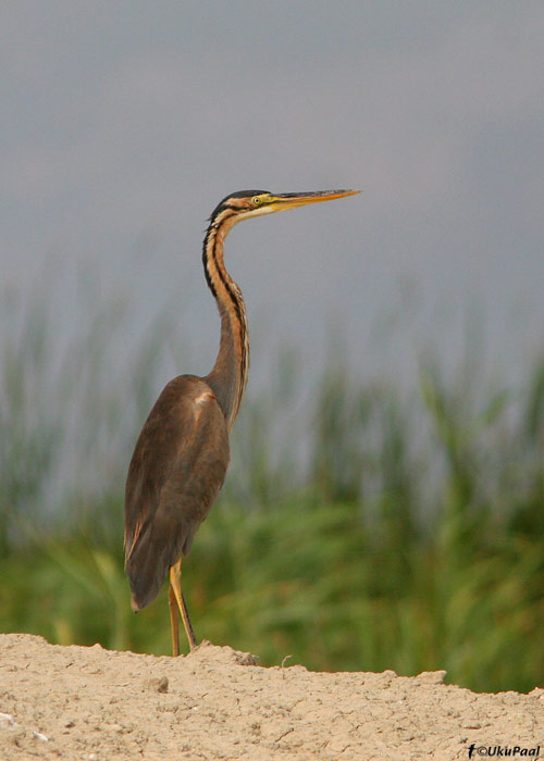 Purpurhaigur (Ardea purpurea)
Göksu delta, august 2008
Keywords: purple heron