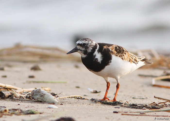 Kivirullija (Arenaria interpres)
Raigla rand, Põlvamaa, 14.8.2010. Liik on Põlvamaal haruldane läbirändaja.

UP
Keywords: turnstone