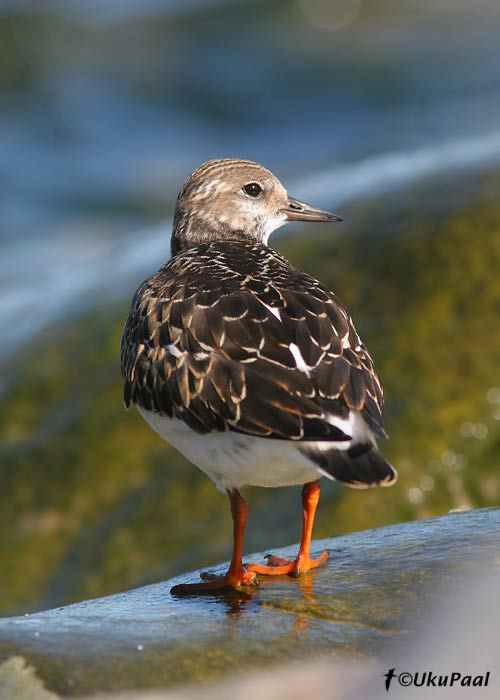 Kivirullija (Arenaria interpres)
Läänemaa, 1.09.2007
Keywords: turnstone