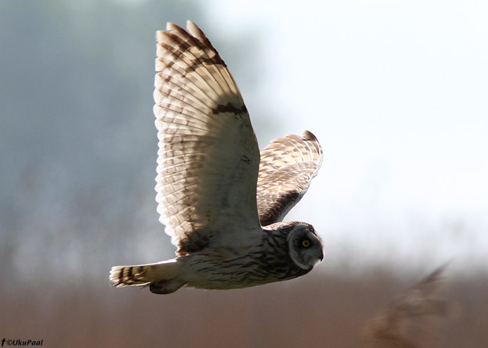 Sooräts (Asio flammeus)
Pärnumaa, 16.5.2010

UP
Keywords: short-eared owl