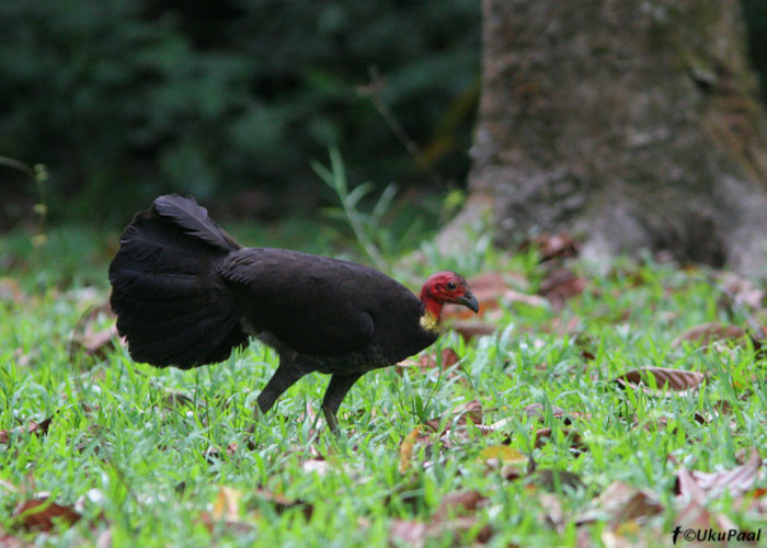 Kalkun-rihukana (Alectura lathami)
Julatten, Detsember 2007
Keywords: Austraalia Australian brush-turkey