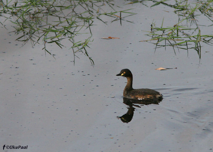 Austraalia väikepütt (Tachybaptus novaehollandiae)
Townsville NP, Detsember 2007
Keywords: Austraalia Asutralasian Grebe