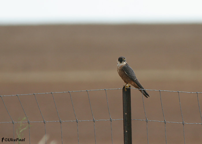 Austraalia lõopistrik (Falco longipennis)
Victoria, Detsember 2007
Keywords: Austraalia Australian Hobby