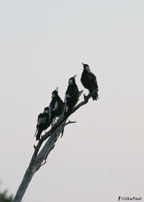 (Gymnorhina tibicen)
Wyperfeld NP, Detsember 2007. Selle liigi laul on hommikuti Austraalia maastiku lahutamatu osa.
Keywords: Austraalia Australian magpie