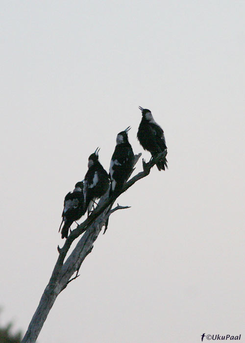 (Gymnorhina tibicen)
Wyperfeld NP, Detsember 2007. Selle liigi laul on hommikuti Austraalia maastiku lahutamatu osa.
Keywords: Austraalia Australian magpie