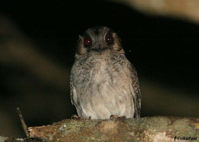 Austraalia õõnesorr (Aegotheles cristatus)
Julatten, Detsember 2007. Võtiis nädalaid enne kui selle pisikese elukaga kontakti saavutasime. Ööliikide puhul on häälte detailne tundmine võtmeküsimus.
Keywords: Australian Owlet-nightjar