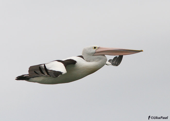 Austraalia pelikan (Pelecanus conspicillatus)
Lakes Entrance, Detsember 2007
Keywords: Austraalia Australian Pelican