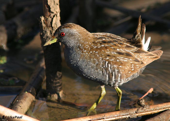 (Porzana fluminea)
Kerang NP, Detsember 2007. Ruiklasted liiguvad sealmail Euroopast erinevalt päris avalikult, siiski paar liiki on ka väga varjulise eluviisiga.
Keywords: Austraalia Australian Spotted Crake