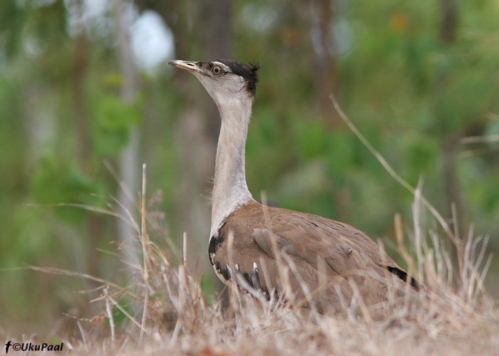 Austraalia trapp (Ardeotis australis)
Cooktown, Detsember 2007
Keywords: Australian Bustard Austraalia