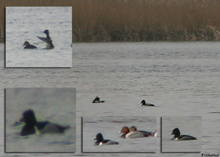 Lannuvart (Aythya collaris)
Saunja laht, Läänemaa, 13.4.2009. Eesti esimene. First for Estonia.

UP
Keywords: ring-necked duck