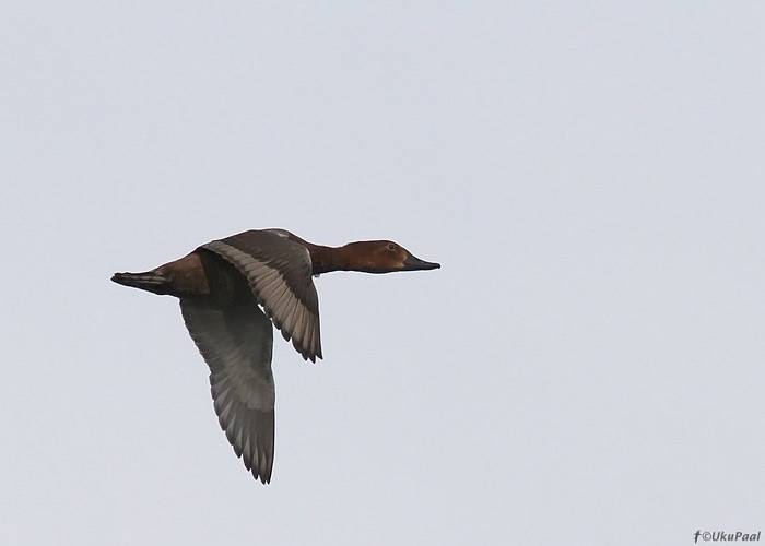 Punapea-vart (Aythya ferina)
Tartumaa, august 2013

UP
Keywords: pochard