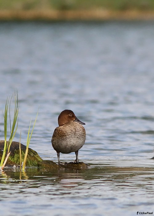 Punapea-vart (Aythya ferina)
Läänemaa, september 2011

UP
Keywords: pochard