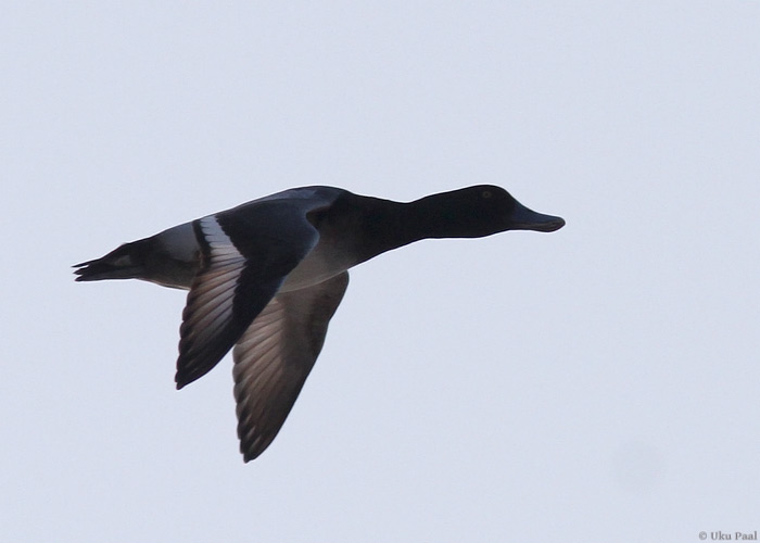 Merivart (Aythya marila)
Saaremaa, veebruar 2014

UP
Keywords: great scaup