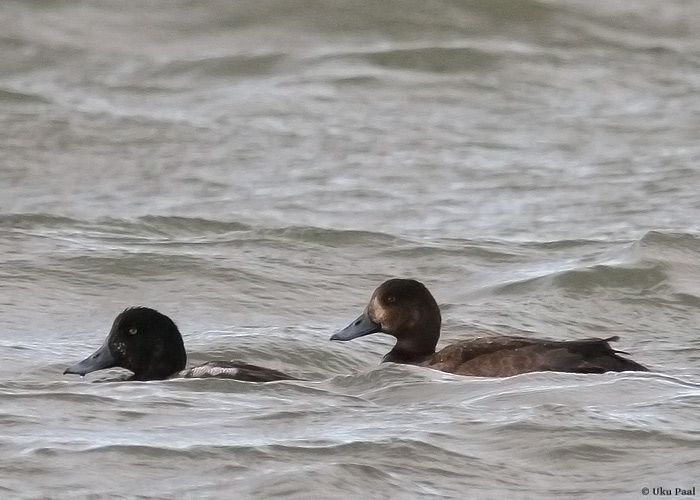 Merivart (Aythya marila)
Saaremaa, detsember 2013

UP
Keywords: great scaup