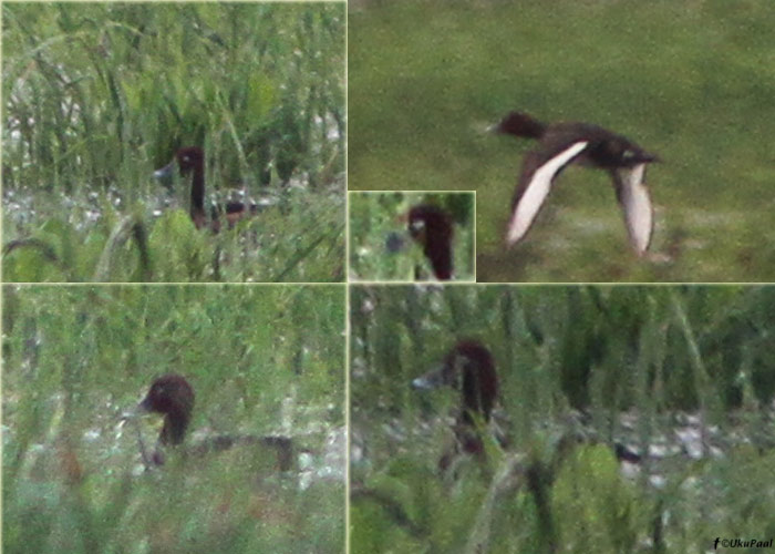 Valgesilm-vart (Aythya nyroca)
Aardla polder, Tartumaa, 21.5.2012. Uus liik Tartumaale ja 10. vaatlus Eestile.

UP
Keywords: ferruginous duck