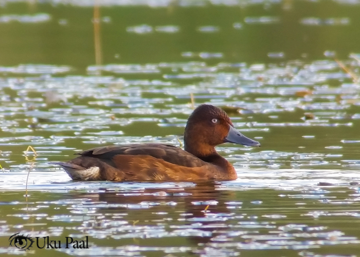 Valgesilm-vart (Aythya nyroca) isane
Veski, Raplamaa, 11.9.2017

Uku Paal
Keywords: ferruginous duck