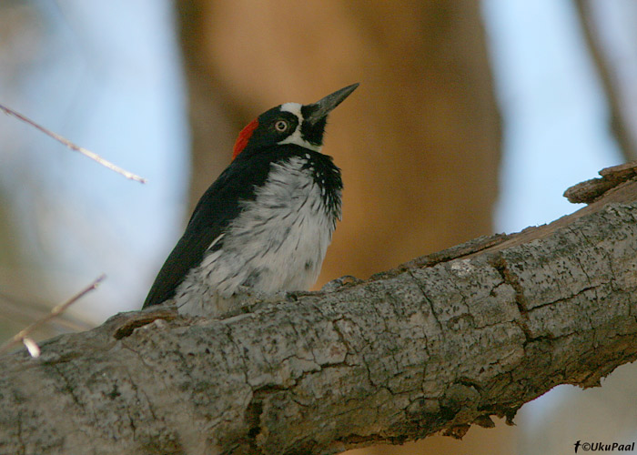 Melanerpes formicivorus
Üks tavalisemaid rähniliike kogu retke jooksul. Elab erinevates biotoopides ja hõlpsasti leitav omapärase pasunahääle järgi. Santa Rita Lodge, Arizona.

UP
Keywords: acorn woodpecker