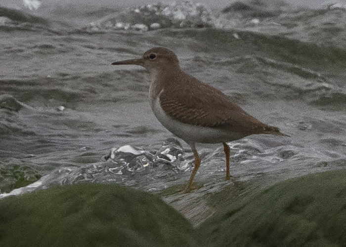 Ameerika vihitaja (Actitis macularius)
Põõsaspea neem, Läänemaa, 29.09.2020. Eesti esmasleid. First for Estonia.

Annika Forsten
Keywords: spotted sandpiper