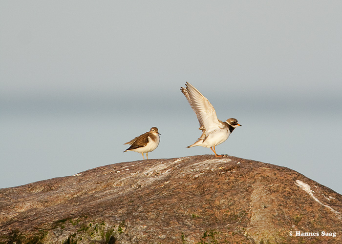 Vihitaja (Actitis hypoleucos) ja liivatüll (Charadrius hiaticula)
Aksi saar, 31.5.2009

Hannes Saag
Keywords: common sandpiper ringed plover