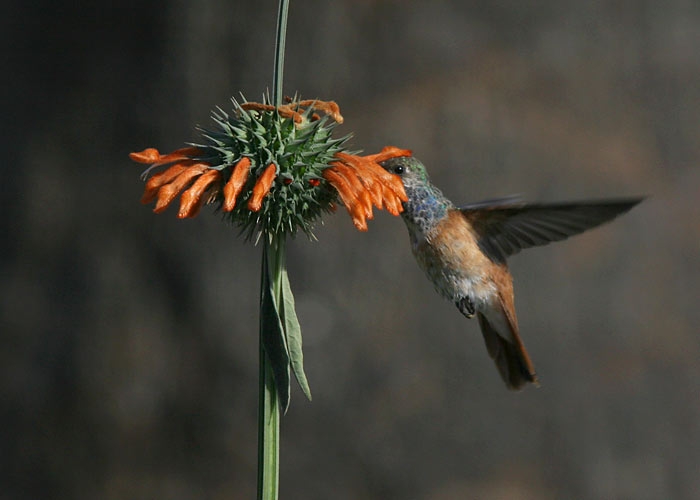 Amazilia Hummingbird (Amazilia amazilia)
Amazilia Hummingbird (Amazilia amazilia), Huacarpay , Cusco 

RM
