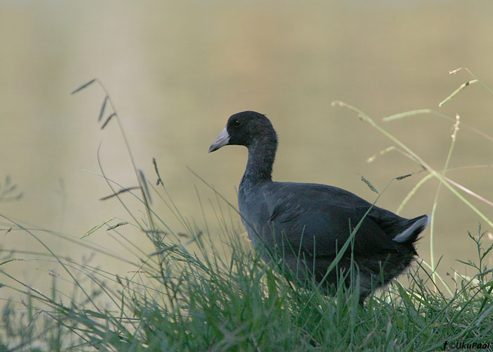 Ameerika lauk (Fulica americana)
Tucson, Arizona

UP
Keywords: amer coot