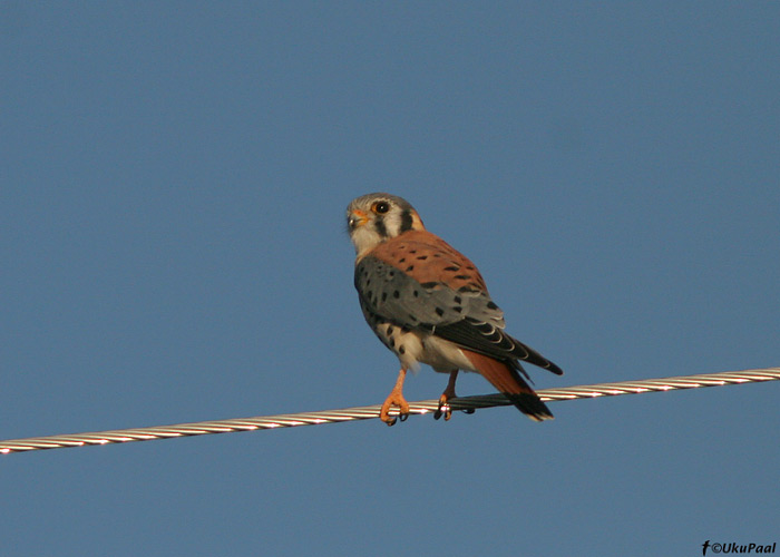 Ameerika tuuletallaja (Falco sparverius)
Avamaastikel väga tavaline liik. Bodie, California

UP
Keywords: amer kestrel