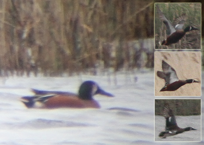 Sini-rägapardi ja Anas sp. hübriid (Anas discors x Anas sp.)
Orjaku, Hiiumaa, 11.5.2012

UP
Keywords: blue-winged teal hybrid