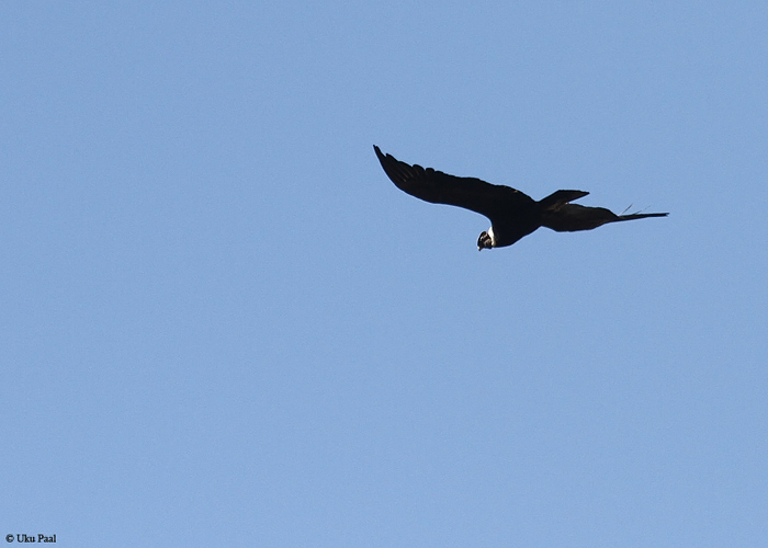 Andi kondor (Vultur gryphus)
Peruu, sügis 2014

UP
Keywords: Andean condor