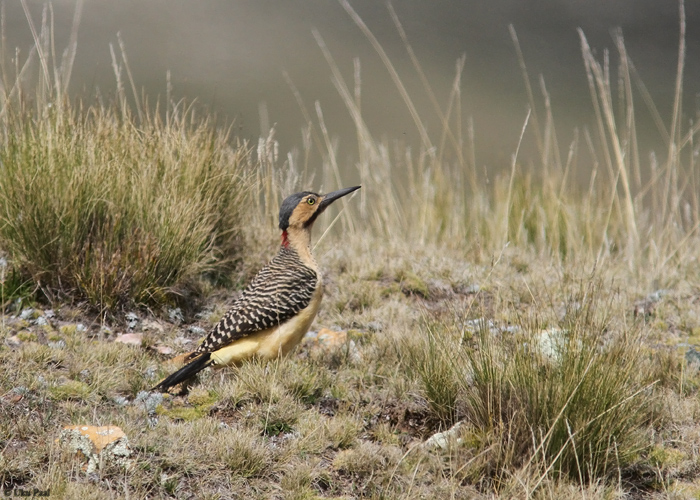 Inkarähn (Colaptes rupicola)
Peruu, sügis 2014

UP
Keywords: Andean flicker