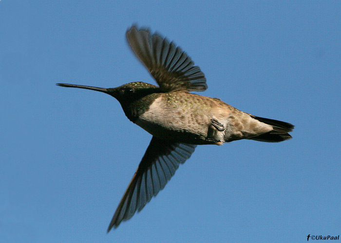 Calypte anna
Santa Rita Lodge, Arizona

UP
Keywords: annas hummingb