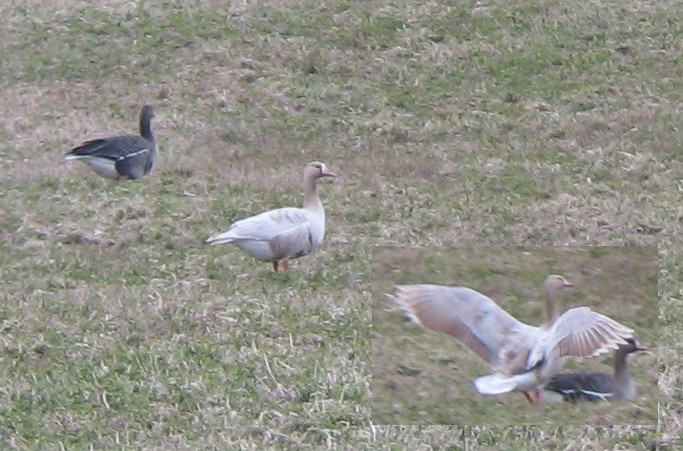 Leukistlik suur-laukhani (Anser albifrons)
Kumna, Harjumaa, 3.5.2011

Ranno Puumets
Keywords: white-fronted goose