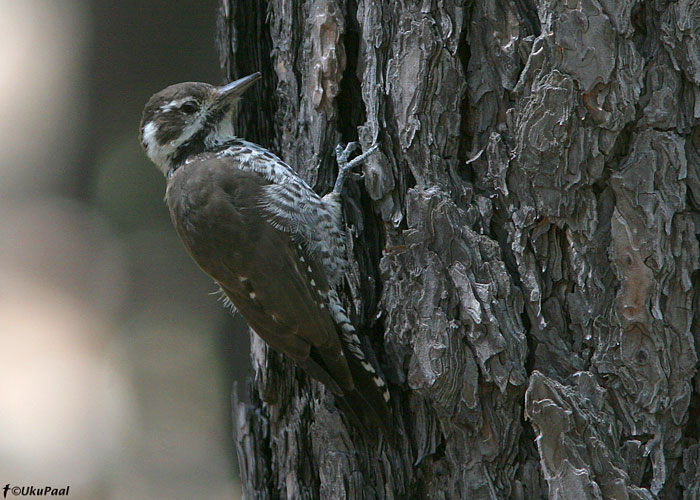 Picoides arizonae
Mt Lemmon , Arizona

UP
Keywords: arizona woodpeck