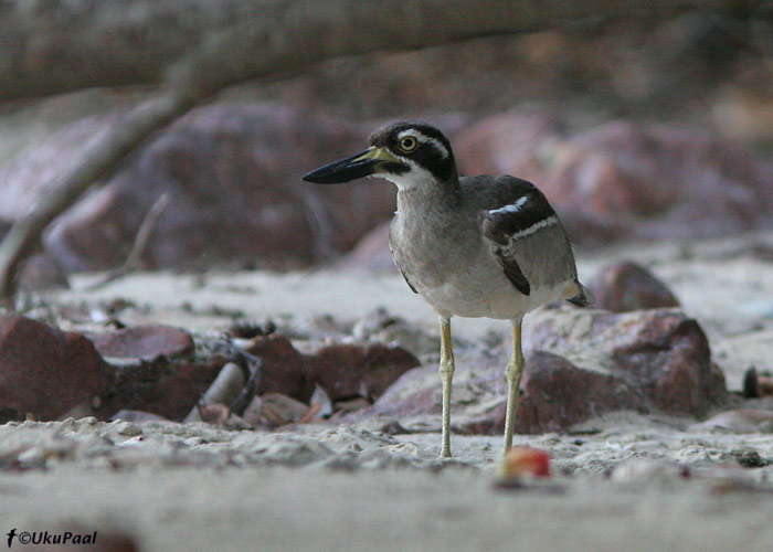 Rand-jämejalg (Esacus neglectus)
Pebbly Beach, Detsember 2007. Kahtlemata üks meie lemmikuid kelle otsimisele kulutati mitmeid päevi. 
Keywords: Austraalia Beach Thick-knee